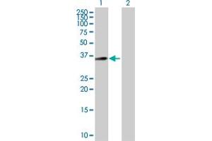 Western Blot analysis of C18orf1 expression in transfected 293T cell line by C18orf1 MaxPab polyclonal antibody. (C18orf1 anticorps  (AA 1-306))