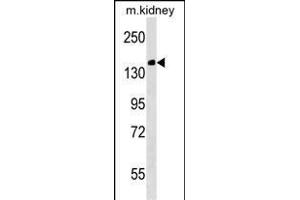 Mouse Casc5 Antibody (C-term) (ABIN1536748 and ABIN2838238) western blot analysis in mouse kidney tissue lysates (35 μg/lane). (CASC5 anticorps  (C-Term))