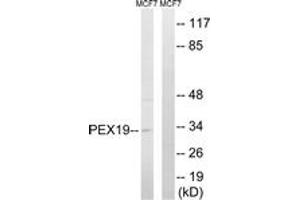 Western blot analysis of extracts from MCF-7 cells, using PEX19 Antibody.