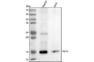 Western blot analysis of TGFA using anti-TGFA antibody (ABIN7606485).