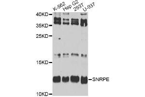 Western blot analysis of extracts of various cell lines, using SNRPE antibody. (SNRPE anticorps)