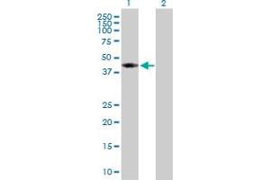 Western Blot analysis of AHCY expression in transfected 293T cell line by AHCY MaxPab polyclonal antibody. (AHCY anticorps  (AA 1-432))