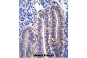 ANGPTL7 Antibody (C-term) immunohistochemistry analysis in formalin fixed and paraffin embedded human uterus tissue followed by peroxidase conjugation of the secondary antibody and DAB staining. (ANGPTL7 anticorps  (C-Term))