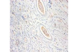 Immunohistochemistry of paraffin-embedded human kidney tissue using ABIN7148667 at dilution of 1:100