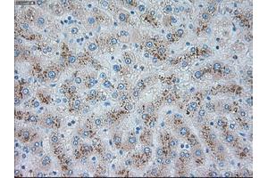 Immunohistochemical staining of paraffin-embedded pancreas tissue using anti-TRPM4mouse monoclonal antibody. (TRPM4 anticorps)