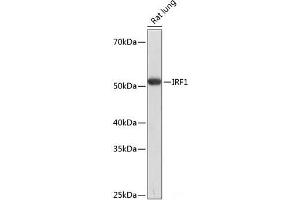 Western blot analysis of extracts of Rat lung using IRF1 Polyclonal Antibody at dilution of 1:1000. (IRF1 anticorps)