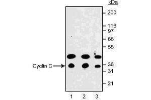 Western blot analysis of cyclin C in NIH 3T3 mouse fibroblasts. (Cyclin C anticorps  (AA 290-303))