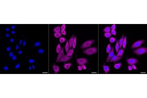 Immunocytochemical staining of HepG2 cells with Prostaglandin E synthase 3 antibody (ABIN7799936), 1:1,000).