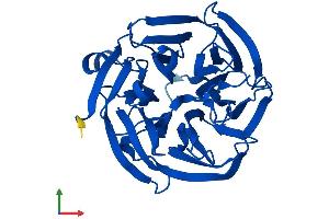 AlphaFold protein structure predicition of Mouse Recombinant Rgn Protein, UniprotID Q64374