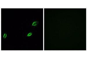Immunofluorescence (IF) image for anti-Olfactomedin-Like 2A (OLFML2A) (Internal Region) antibody (ABIN1853160) (OLFML2A anticorps  (Internal Region))