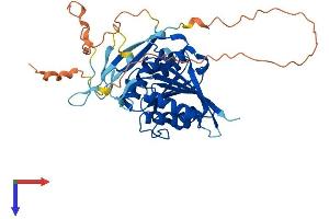 AlphaFold protein structure predicition of Human Recombinant METTL22 Protein, UniprotID Q9BUU2