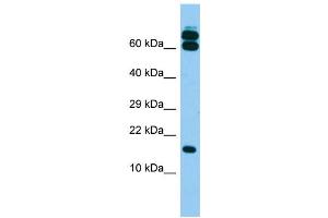 B9D2 antibody  (N-Term)