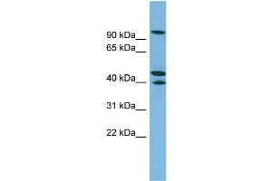 WB Suggested Anti-EXOC5 Antibody Titration: 0. (EXOC5 anticorps  (N-Term))