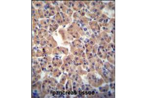 ATPBD3 antibody immunohistochemistry analysis in formalin fixed and paraffin embedded human pancreas tissue followed by peroxidase conjugation of the secondary antibody and DAB staining. (ATPBD3 anticorps  (AA 208-236))