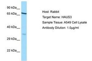 Image no. 1 for anti-HAUS Augmin-Like Complex, Subunit 3 (HAUS3) (AA 138-187) antibody (ABIN6749882) (HAUS3 anticorps  (AA 138-187))