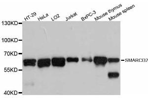 Western blot analysis of extracts of various cell lines, using SMARCD2 antibody (ABIN5998894) at 1:3000 dilution. (SMARCD2 anticorps)