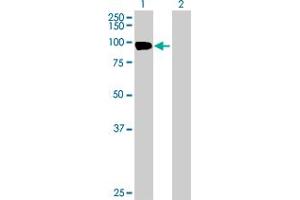 Western Blot analysis of EVI5L expression in transfected 293T cell line by EVI5L MaxPab polyclonal antibody. (EVI5L anticorps  (AA 1-794))