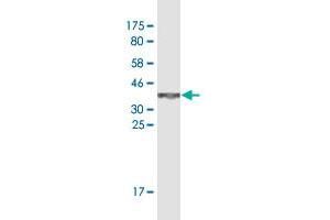 Western Blot detection against Immunogen (37.