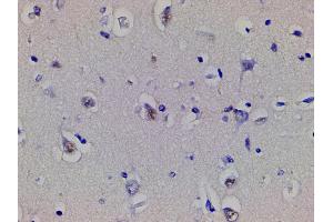 ABIN6267443 at 1/200 staining human brain tissue sections by IHC-P.