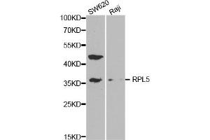 Western blot analysis of extracts of various cell lines, using RPL5 antibody. (RPL5 anticorps)