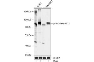 Western blot analysis of extracts of U937 and Raw264. (PKC delta anticorps  (pTyr311))