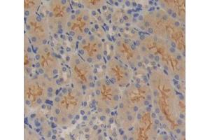 IHC-P analysis of kidney tissue, with DAB staining. (A4GALT anticorps  (AA 94-270))