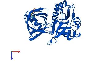 AlphaFold protein structure predicition of Human Recombinant CYB5R2 Protein, UniprotID Q6BCY4