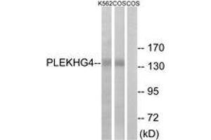 Western Blotting (WB) image for anti-Pleckstrin Homology Domain Containing, Family G (With RhoGef Domain) Member 4 (PLEKHG4) (AA 654-703) antibody (ABIN2890552) (PLEKHG4 anticorps  (AA 654-703))