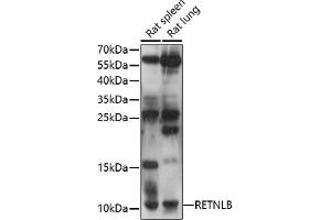 Western blot analysis of extracts of various cell lines, using RETNLB antibody (ABIN7269918) at 1:1000 dilution. (RETNLB anticorps  (AA 1-111))