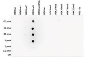 Cross reactivity test using the Histone H3 (K9me3) antibody.