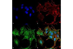 Immunocytochemistry/Immunofluorescence analysis using Rabbit Anti-ATG4B Polyclonal Antibody . (ATG4B anticorps  (AA 94-106) (APC))