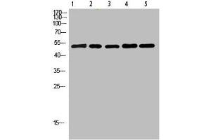 Western Blot analysis of 1,mouse-lung 2,mouse-brain 3,mouse-spleen 4,mouse-kidney 5,mouse-heart cells using primary antibody diluted at 1:500(4 °C overnight). (Cytochrome b anticorps  (AA 331-380))