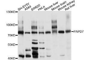 Western blot analysis of extracts of various cell lines, using PAPD7 antibody.
