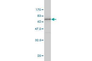 Western Blot detection against Immunogen (63.