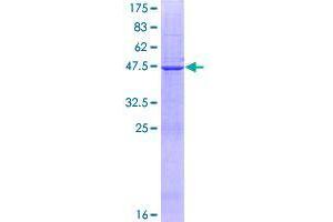 Image no. 1 for Dihydrofolate Reductase-Like 1 (DHFRL1) (AA 1-187) protein (GST tag) (ABIN1351541)