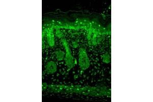 Immunohistochemistry analysis using Mouse Anti-Kir2.