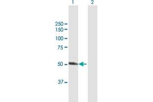 Western Blot analysis of UGP2 expression in transfected 293T cell line by UGP2 MaxPab polyclonal antibody. (UGP2 anticorps  (AA 1-508))