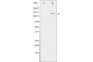Western blot analysis of nNOS expression in INF treated RAW264. (NOS1 anticorps  (Internal Region))