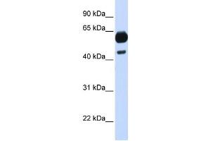 CDC25A antibody (70R-10483) used at 0. (CDC25A anticorps  (Middle Region))