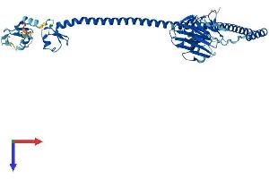 AlphaFold protein structure predicition of Human Recombinant TRIM72 Protein, UniprotID Q6ZMU5