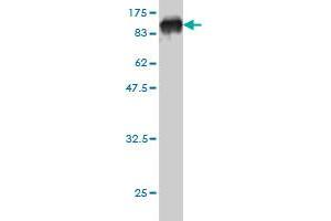 Western Blot detection against Immunogen (94.