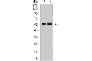 Western blot analysis using DNTT mouse mAb against MOLT4 (1) and Jurkat (2) cell lysate.