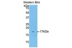 Western Blotting (WB) image for anti-Annexin A3 (ANXA3) (AA 19-154) antibody (ABIN1176350)