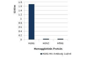 Image no. 1 for anti-Influenza A Virus H1N1 antibody  (AA 18-344) (ABIN1107746) (Influenza A Virus H1N1 anticorps  (AA 18-344))