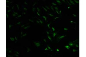 Immunofluorescence staining of Hela cells with ABIN7142045 at 1:100, counter-stained with DAPI.