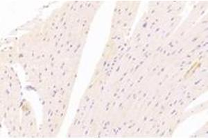 Immunohistochemistry analysis of paraffin-embedded mouse heart using,NT5C1B (ABIN7072861) at dilution of 1: 1200