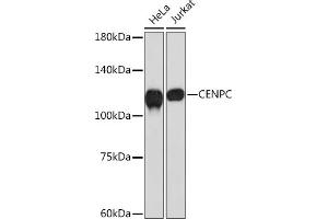 Western blot analysis of extracts of various cell lines, using CENPC Rabbit mAb (ABIN7266273) at 1:1000 dilution. (Centromere Protein C Pseudogene 1 (CENPCP1) anticorps)