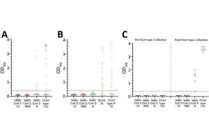 ELISA results using Goat Anti-Cat IgG HRP.