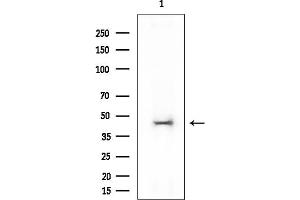 Western blot analysis of lysates from COLO205 cells, using VASP Mouse Monoclonal Antibody at 1/1000 dilution.
