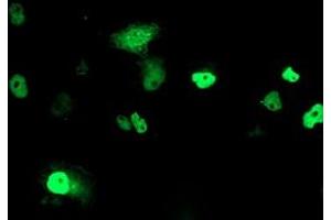 Anti-PHF21B mouse monoclonal antibody (ABIN2454802) immunofluorescent staining of COS7 cells transiently transfected by pCMV6-ENTRY PHF21B (RC204284). (PHF21B anticorps)